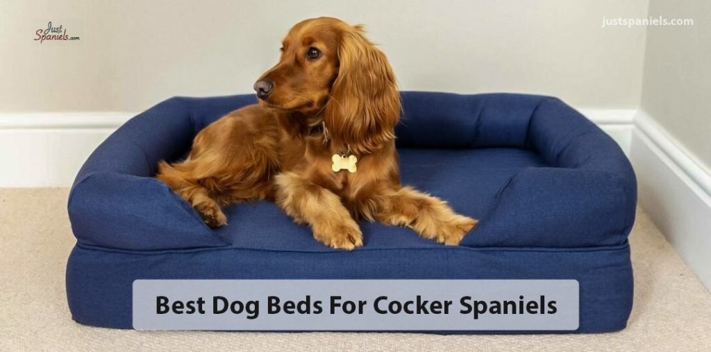 Best dog bed for cocker spaniels