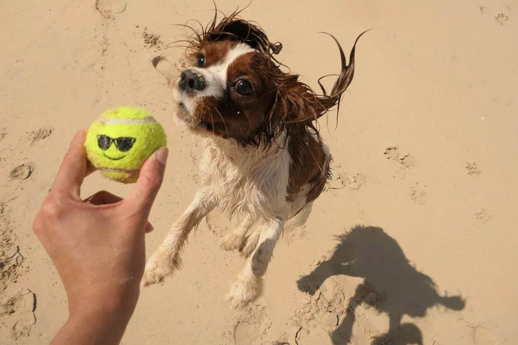 Cavalier king charles Spaniel training tips