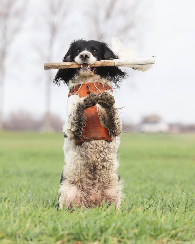 English springer spaniel exercise requirements