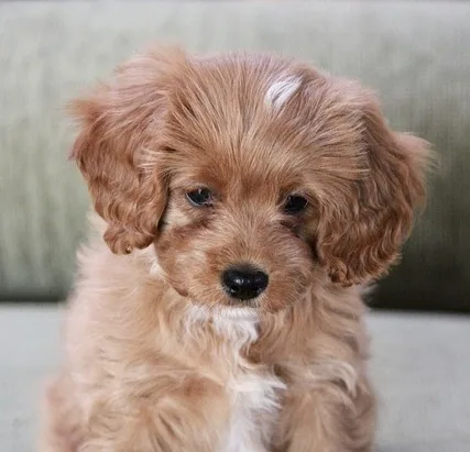 Everything You Need to Know about the Cavalier King Charles Spaniel and